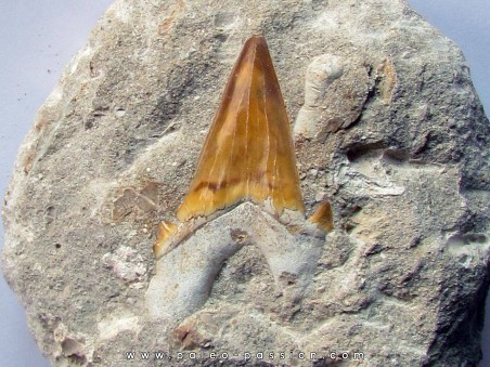 OTODUS OBLIQUUS (9)