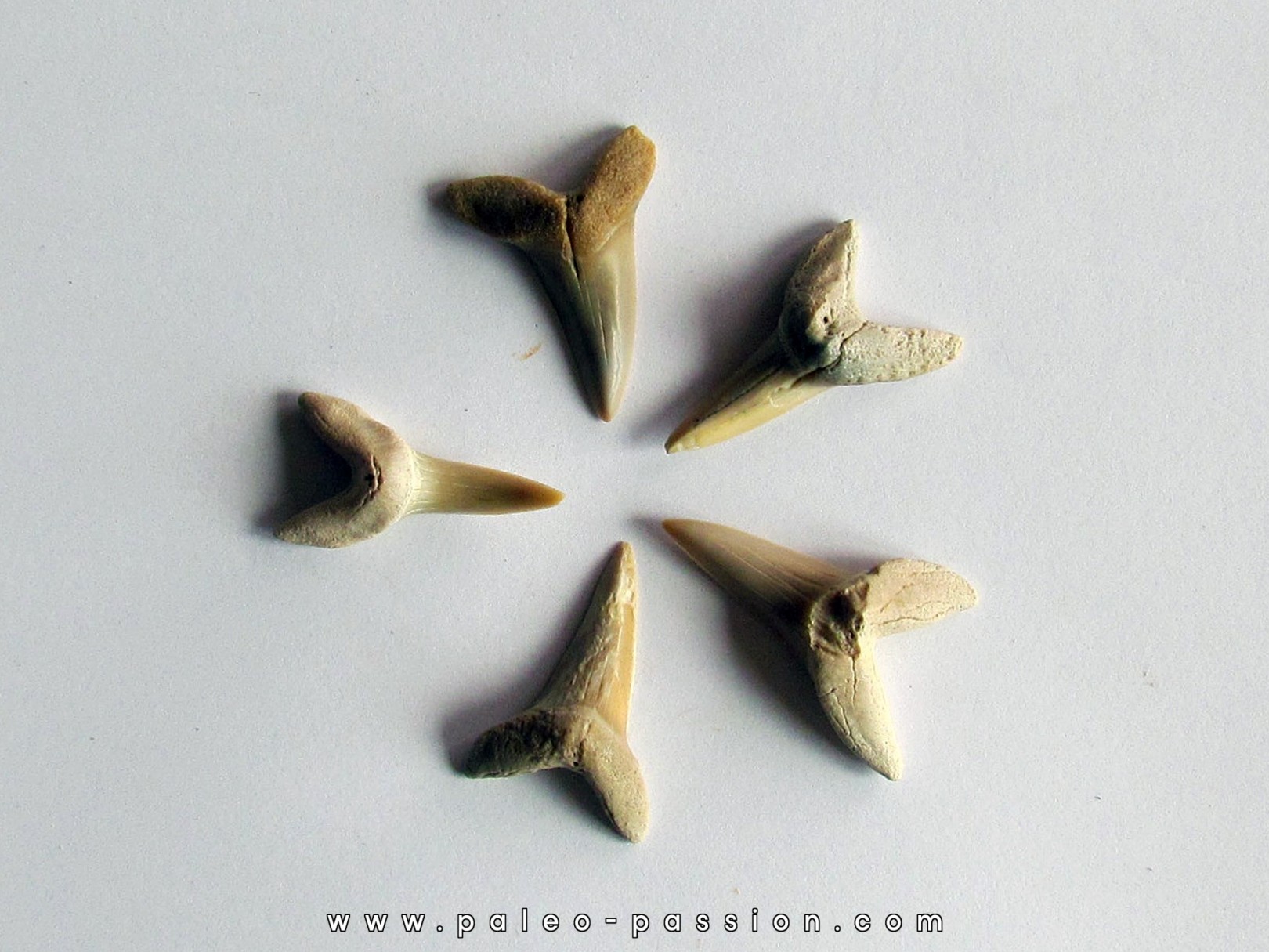 lot de 5 COSMOPOLOTODUS PRAECURSOR (1)