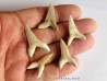 set of 5 COSMOPOLOTODUS PRAECURSOR (1) set of 5 COSMOPOLOTODUS PRAECURSOR (1)