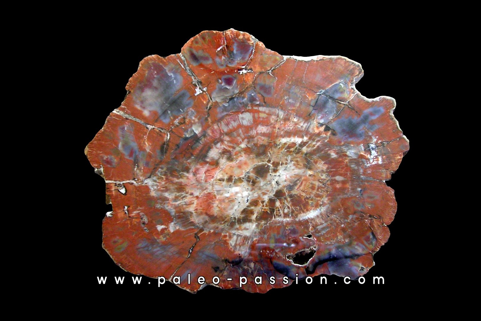 belle tranche de bois fossile silicifié (6) belle tranche de bois fossile silicifié (6)