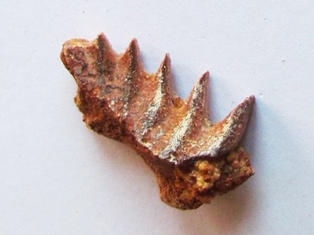 neoceratodus africanus (2)