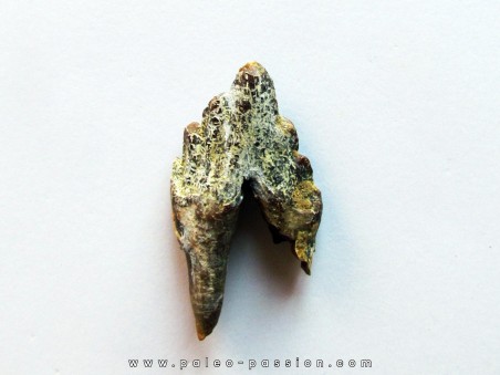 BASILOSAURUS tooth (1)