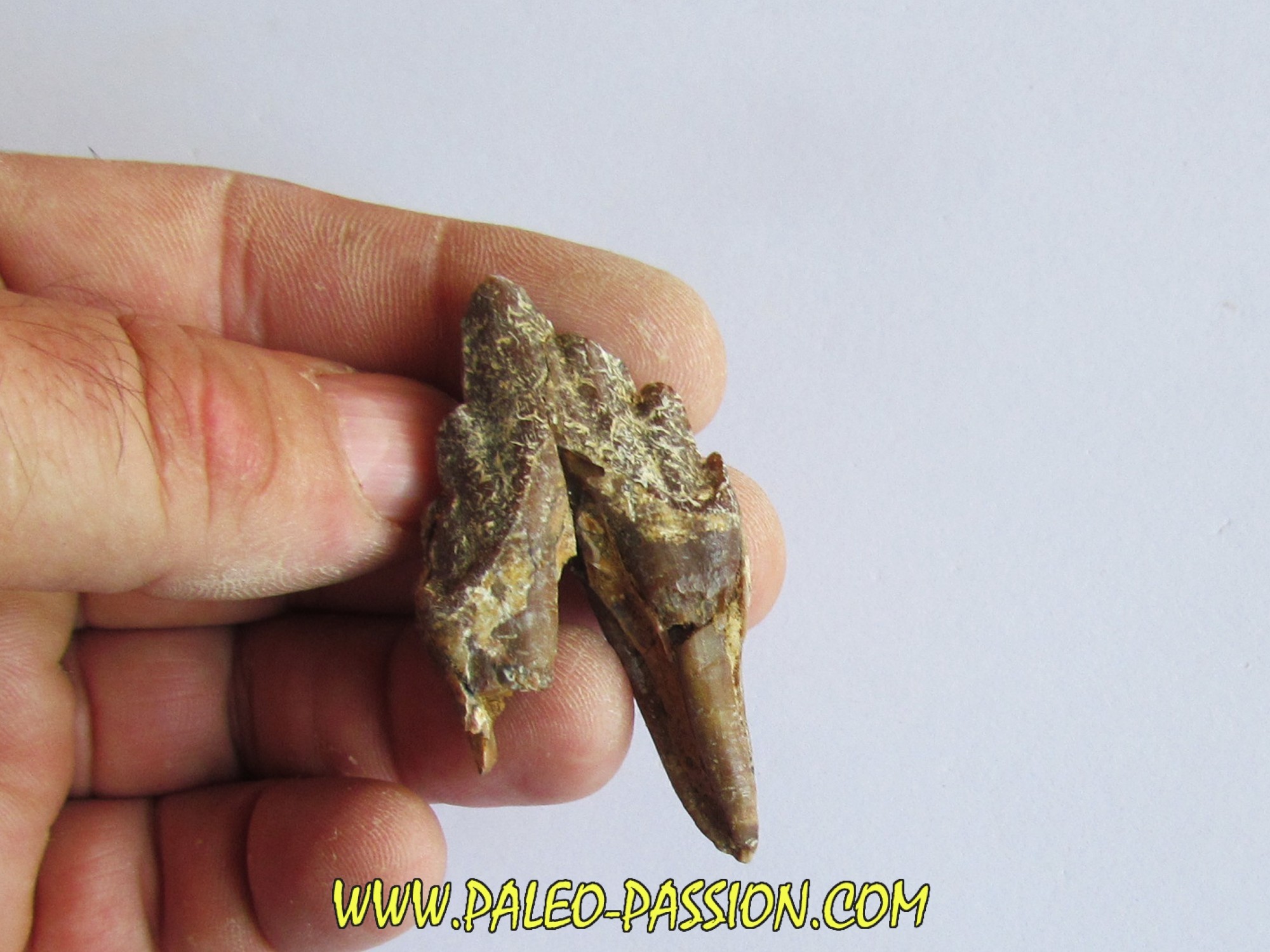 BASILOSAURUS tooth (1) PaleoPassion