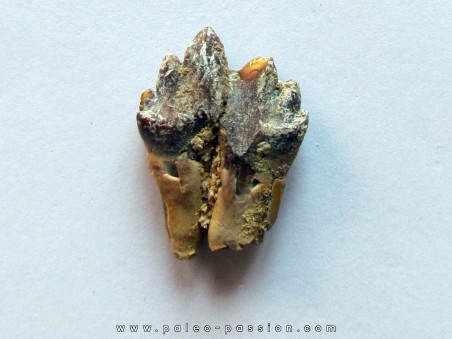 BASILOSAURUS tooth (2)