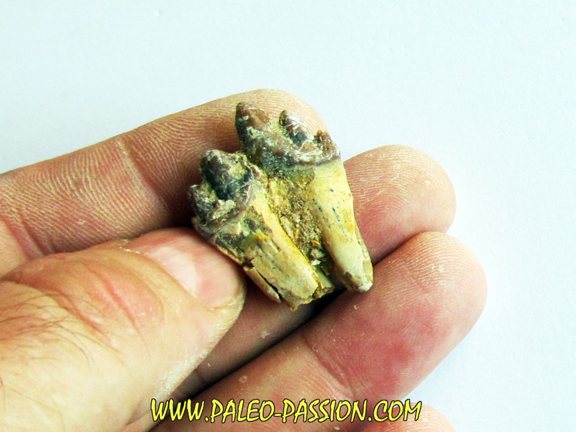 BASILOSAURUS tooth (2) PaleoPassion
