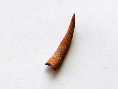 PTEROSAUR tooth: SIROCCOPTERYX (2)