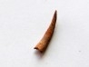 PTEROSAUR tooth: SIROCCOPTERYX (2) PTEROSAUR tooth: SIROCCOPTERYX (2)