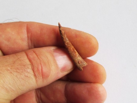 PTEROSAUR tooth: SIROCCOPTERYX (2) PTEROSAUR tooth: SIROCCOPTERYX (2)