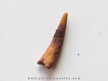 PTEROSAUR tooth: SIROCCOPTERYX (3)