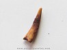 PTEROSAUR tooth: SIROCCOPTERYX (3) PTEROSAUR tooth: SIROCCOPTERYX (3)