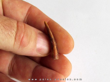 PTEROSAUR tooth: SIROCCOPTERYX (3) PTEROSAUR tooth: SIROCCOPTERYX (3)