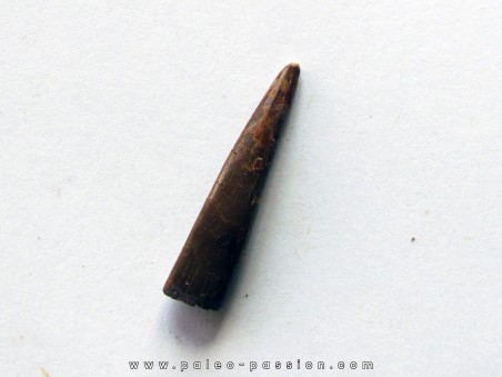 PTEROSAUR tooth: SIROCCOPTERYX (4) PTEROSAUR tooth: SIROCCOPTERYX (4)
