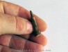 PTEROSAUR tooth: SIROCCOPTERYX (4) PTEROSAUR tooth: SIROCCOPTERYX (4)