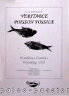 kit de preparation: poisson fossile a degager kit de preparation: poisson fossile a degager
