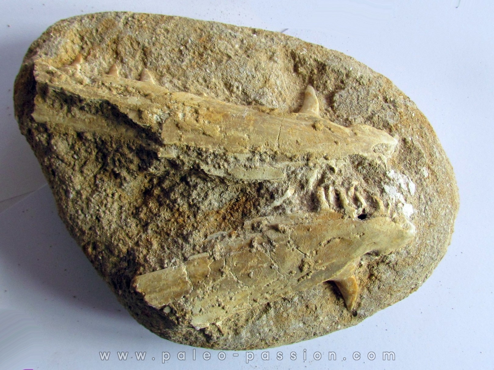 enchodus lybicus (3)