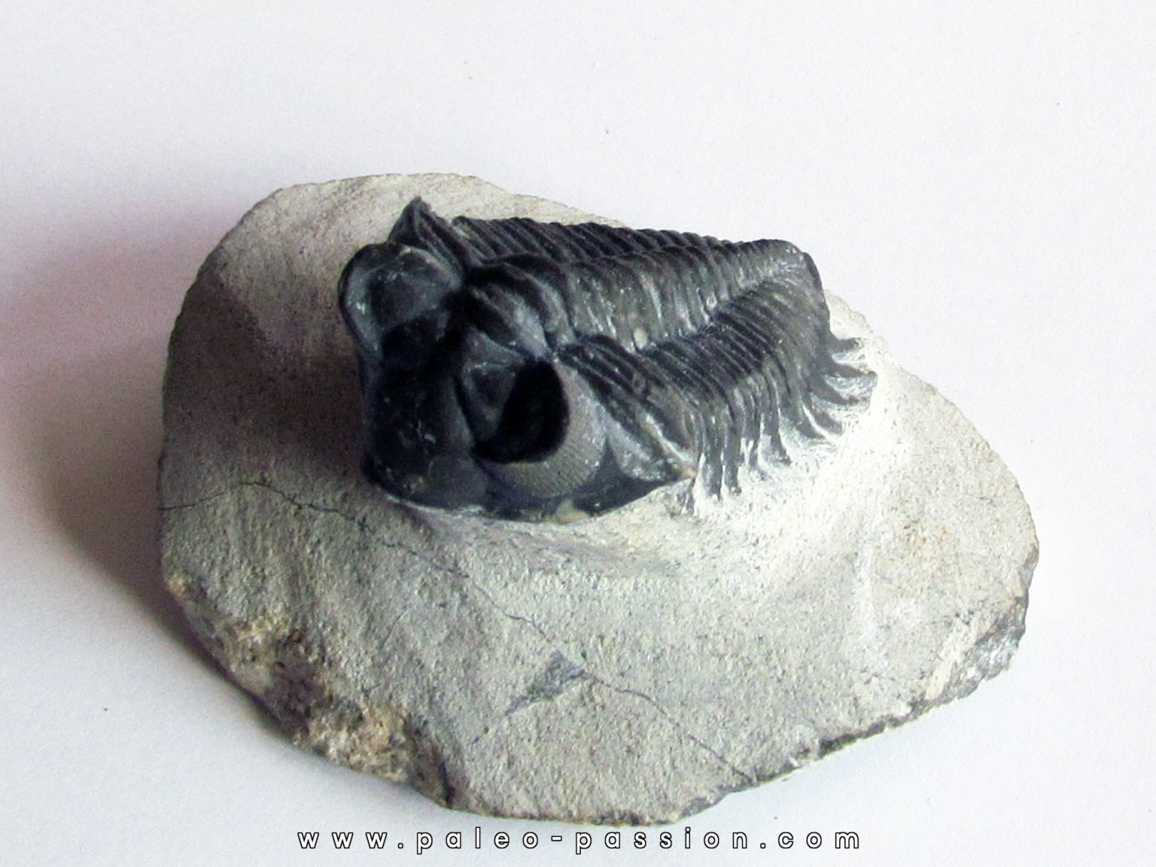 Coltraneia oufatenensis (1) Coltraneia oufatenensis (1)