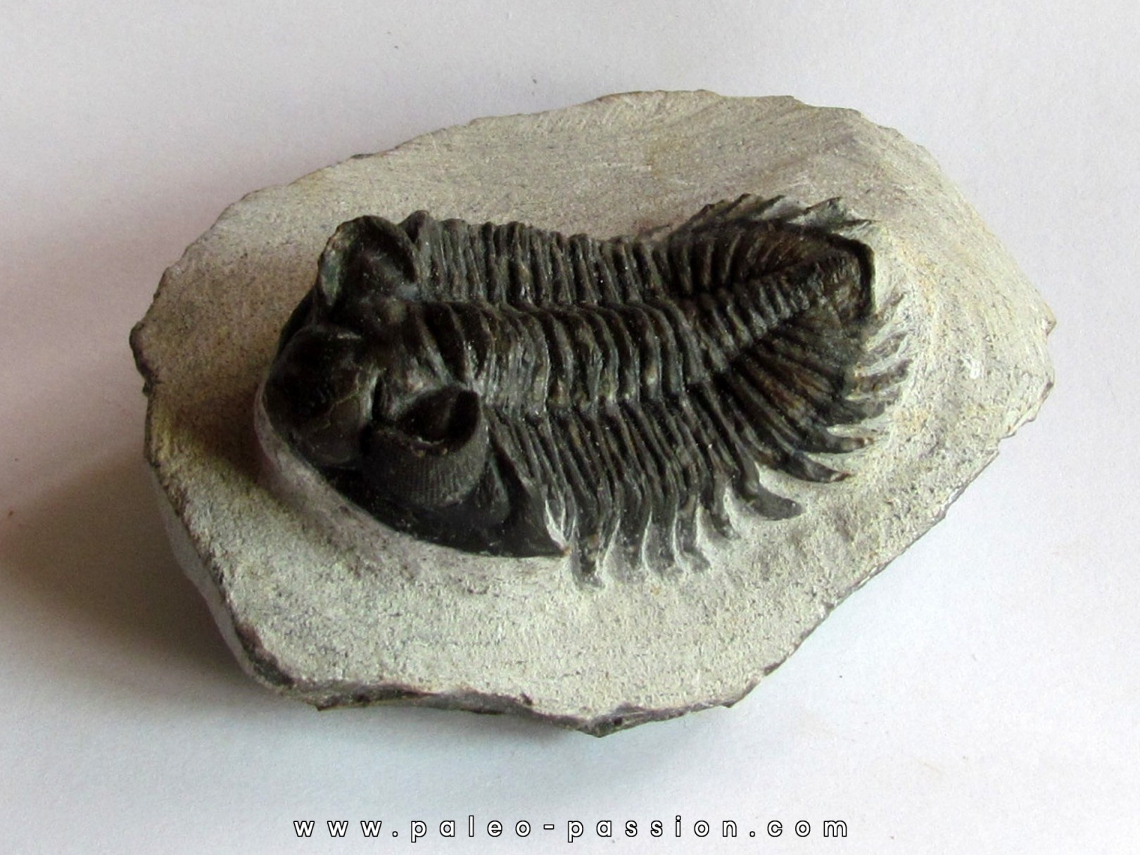 Coltraneia oufatenensis (2) Coltraneia oufatenensis (2)