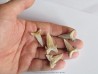 lot de 5 CARCHARIAS TWIGGSENSIS (10) lot de 5 CARCHARIAS TWIGGSENSIS (10)
