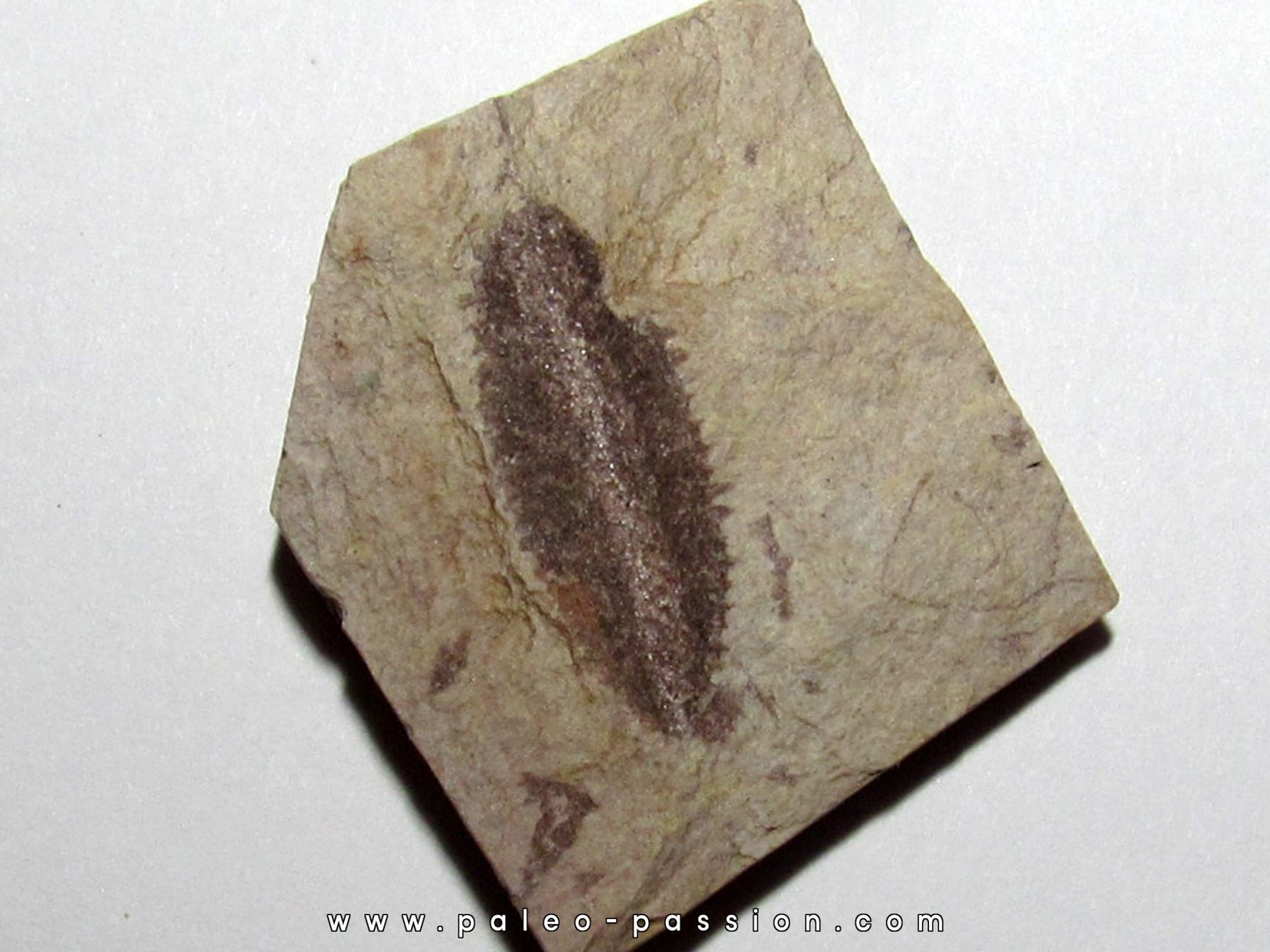 Phyllograptus Typus (1) Phyllograptus Typus (1)