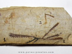 Tetragraptus Fruticosus - Didymograptus Protobifidus (1)