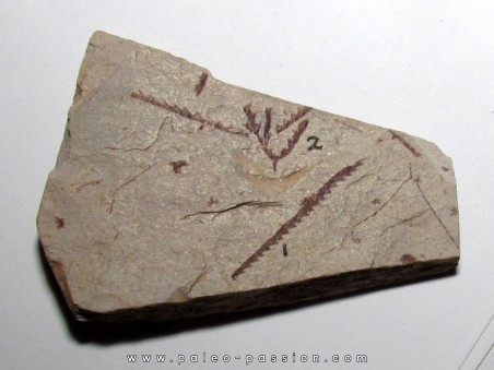 Didymograptus Abnormis - Tetragraptus Fruticosus (2)
