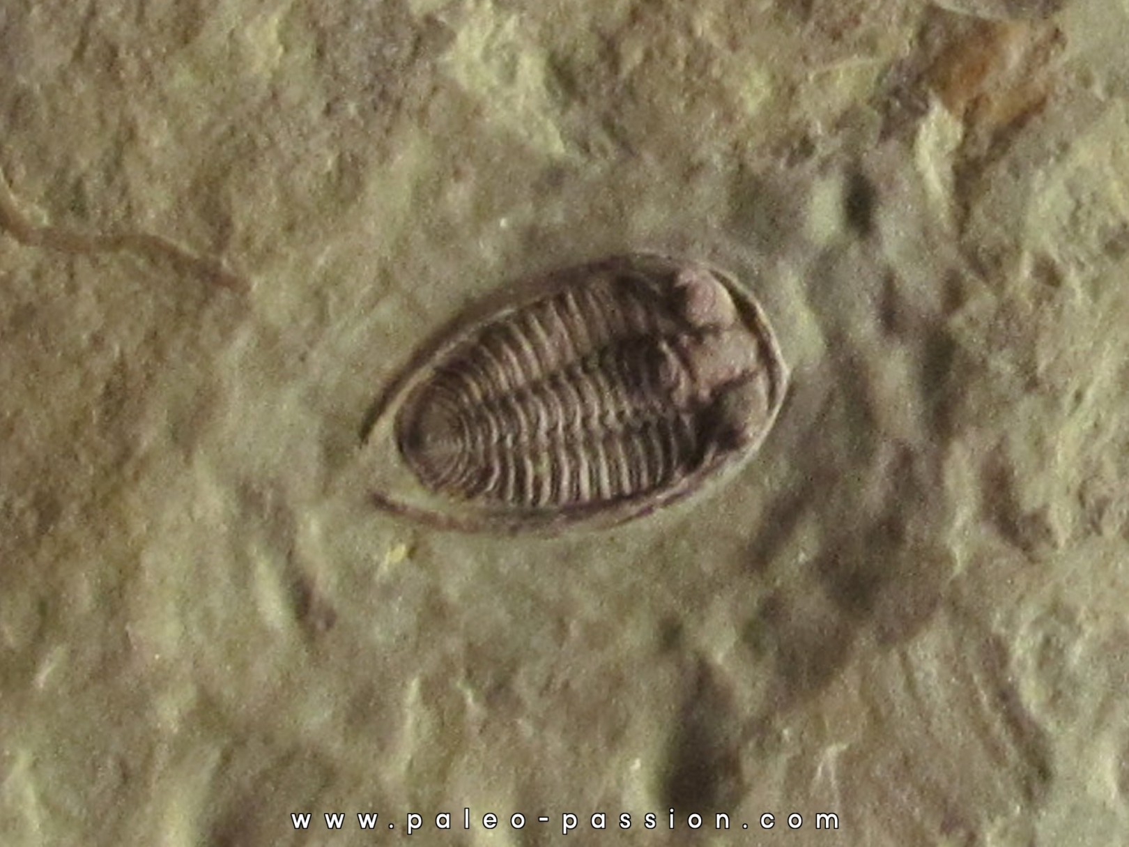 parabathycheilus cf. gallicus (2) parabathycheilus cf. gallicus (2)