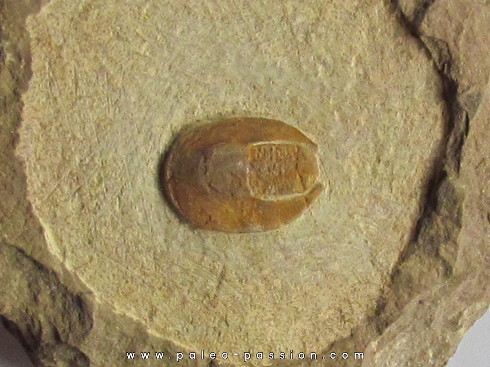 eoharpes nov. sp. eoharpes nov. sp.