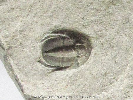 Koneprusites sp.  (1)