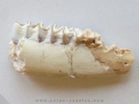 plagiolophus minor (2)