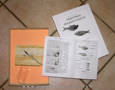 kit de preparation: poisson fossile a degager