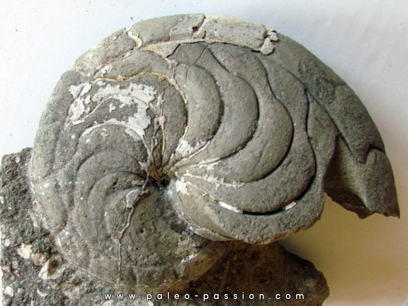 aturia nov sp. (4) aturia nov sp. (4)