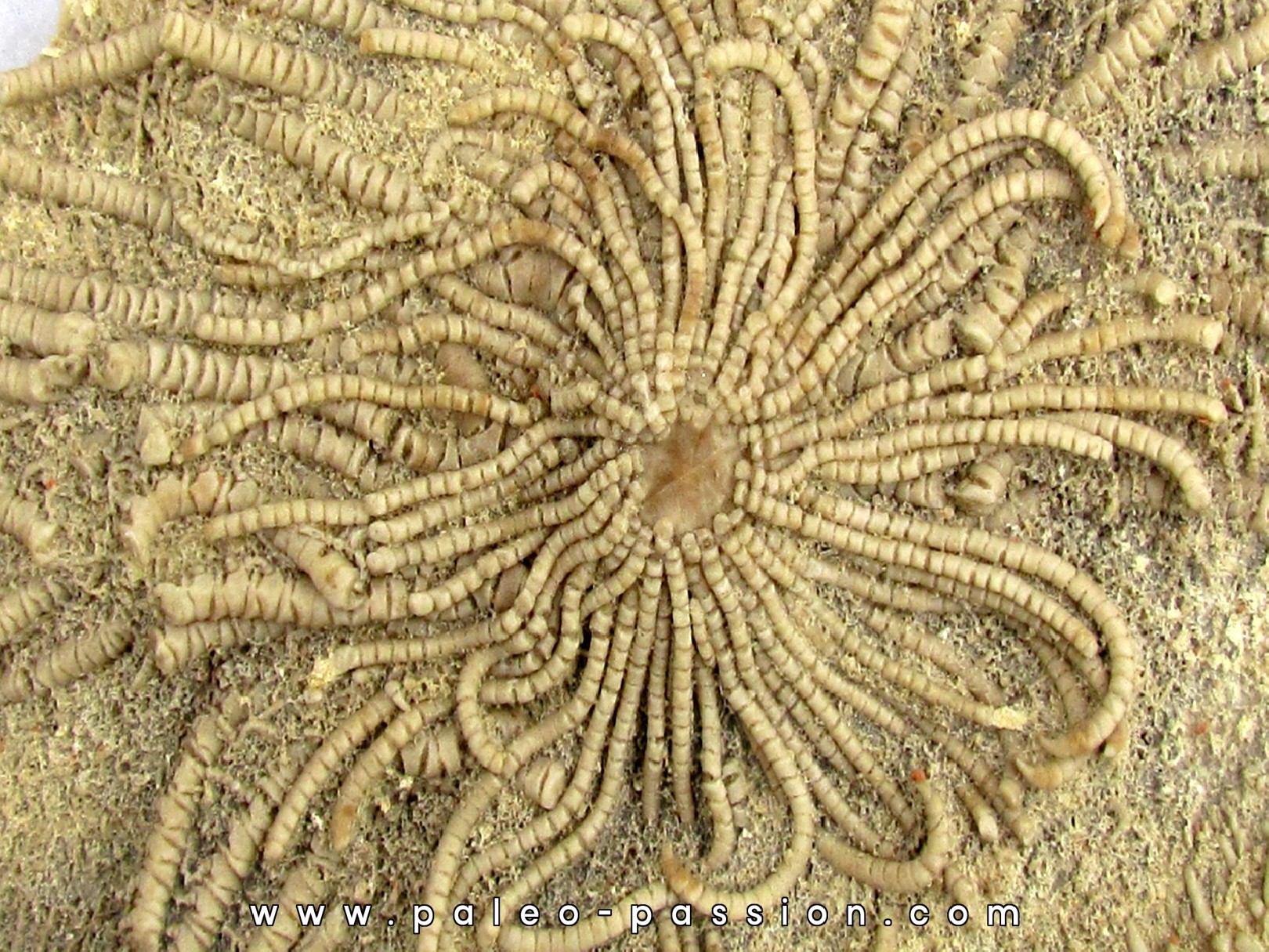 comatule et bras d'etoile de mer comatule et bras d'etoile de mer