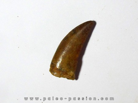 dent de Carcharodontosaurus saharicus (1)