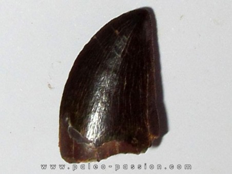dent de Carcharodontosaurus saharicus (4)