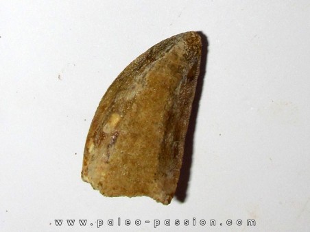 dent de Carcharodontosaurus saharicus (9)