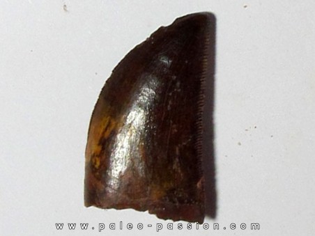 dent de Carcharodontosaurus saharicus (12)