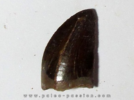 dent de Carcharodontosaurus saharicus (13)