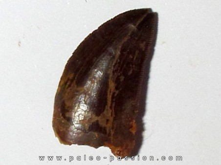 dent de Carcharodontosaurus saharicus (15)