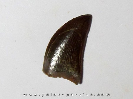dent de Carcharodontosaurus saharicus (16)