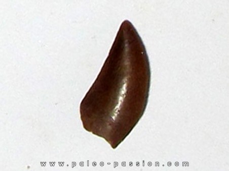 dinosaur tooth DELTADROMEUS AGILIS (16)