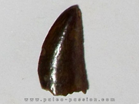 dinosaur tooth DELTADROMEUS AGILIS (17)