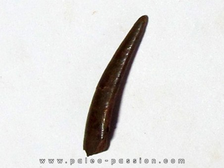 PTEROSAUR tooth: SIROCCOPTERYX (6)