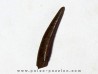 PTEROSAUR tooth: SIROCCOPTERYX (6) PTEROSAUR tooth: SIROCCOPTERYX (6)