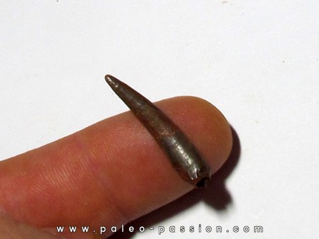 PTEROSAUR tooth: SIROCCOPTERYX (6) PTEROSAUR tooth: SIROCCOPTERYX (6)