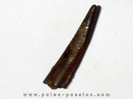 PTEROSAUR tooth: SIROCCOPTERYX (10)