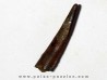 PTEROSAUR tooth: SIROCCOPTERYX (10) PTEROSAUR tooth: SIROCCOPTERYX (10)
