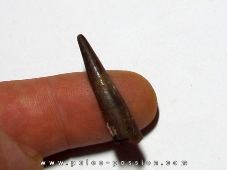 PTEROSAUR tooth: SIROCCOPTERYX (10) PTEROSAUR tooth: SIROCCOPTERYX (10)