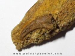 PTEROSAUR claw: SIROCCOPTERYX