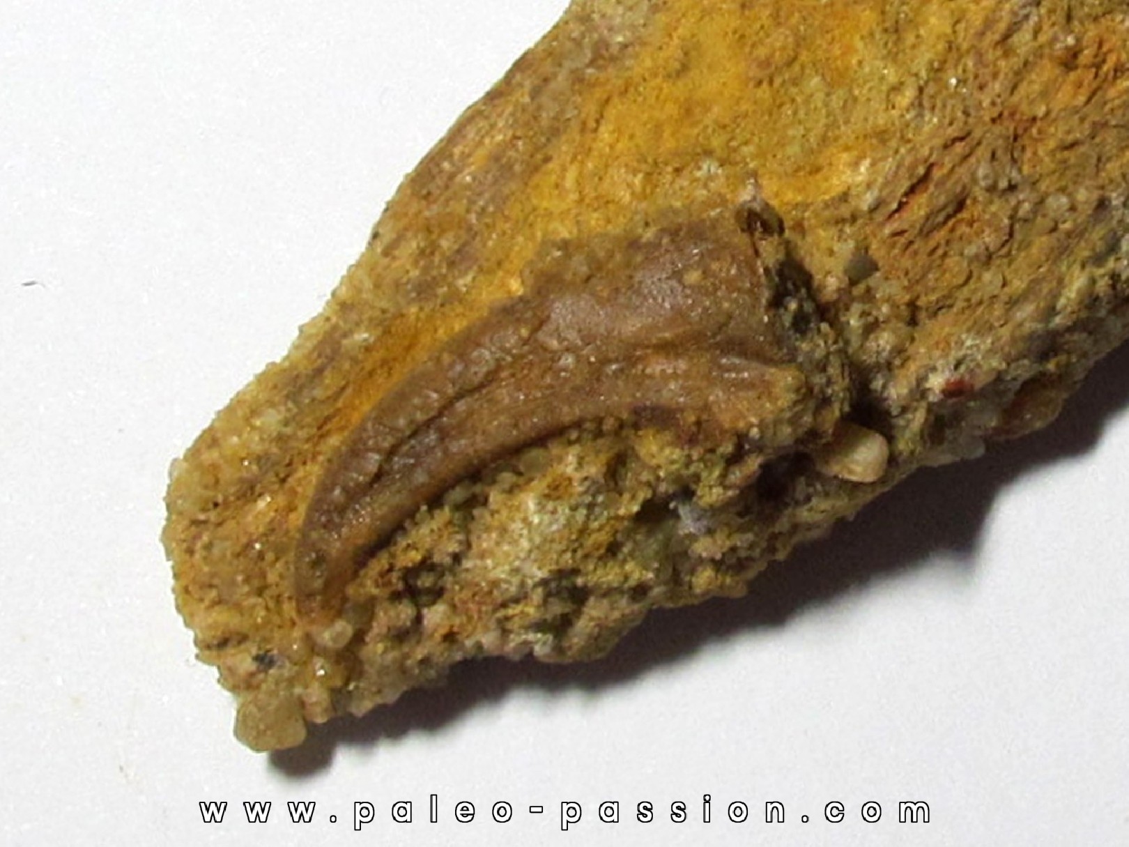 PTEROSAUR claw: SIROCCOPTERYX  PTEROSAUR claw: SIROCCOPTERYX