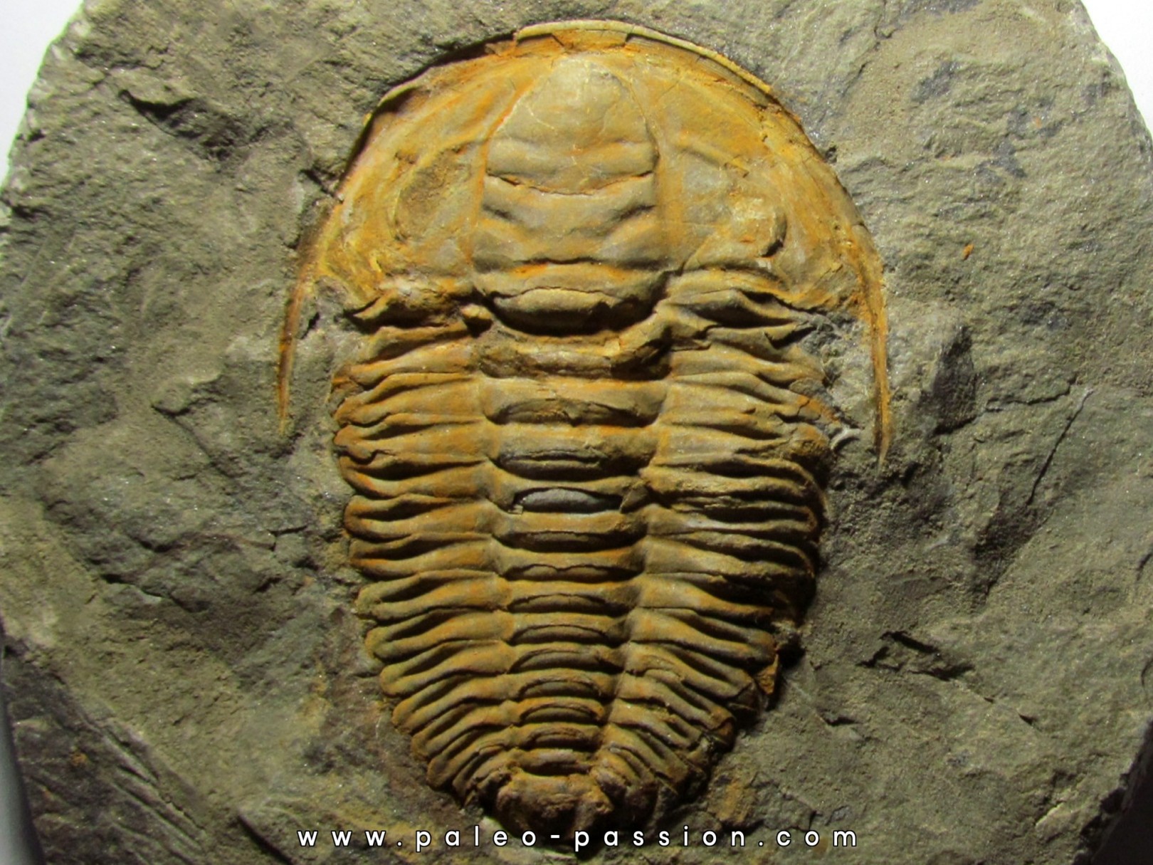 Hamatolenus Marocanus (1) Hamatolenus Marocanus (1)